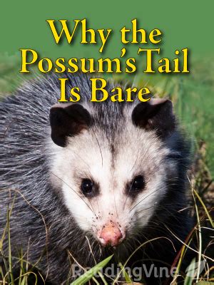 naked tails|Why the Opossum’s Tail is Bare .